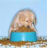 Dog Food Giveaway