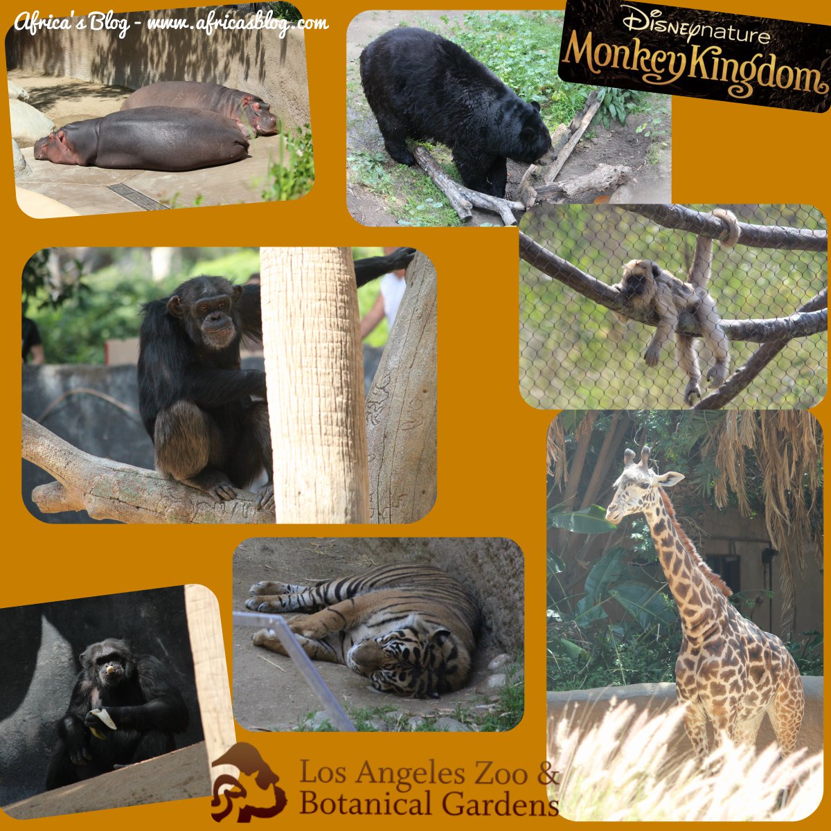 LA Zoo Visit - Monkey Kingdom