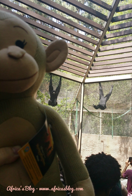 Maya & the Siamong Monkeys LA Zoo