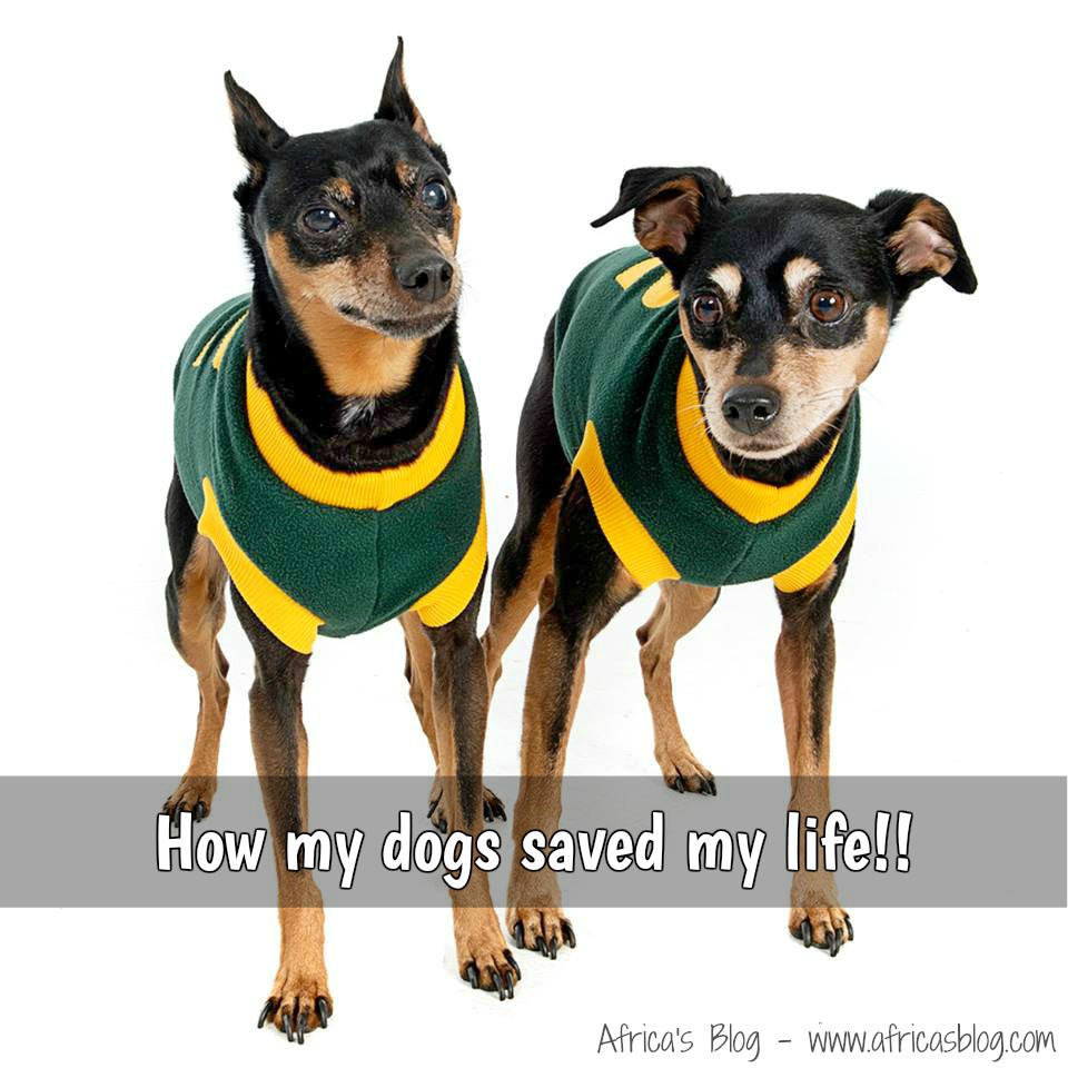 How my dogs saved my life Tanner and Logan